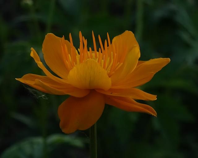 磷酸二氢钾的用途及注意事项，磷酸二氢钾喷施很简单