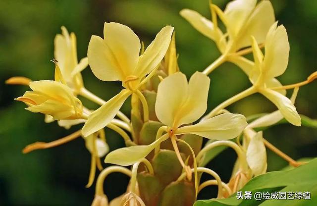 怎么养佛花千瓣金莲，千叶佛莲花怎么养（最有佛性的“五树六花”这些禅意绿植放在家里好养又增光）