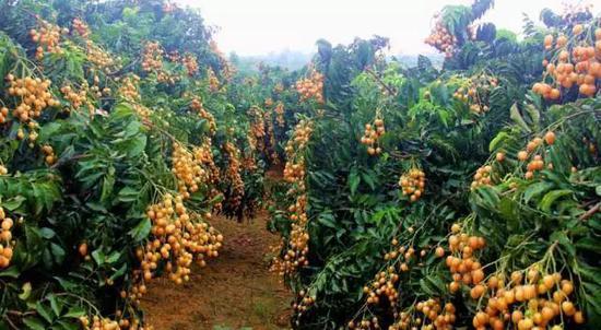 广西水果特产有哪些，桂林水果特产有哪些（一年四季都有不同的水果）