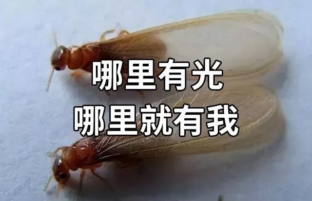 水蚁是什么，水蚁是什么蚂蚁（“水蚁大军”杀到）