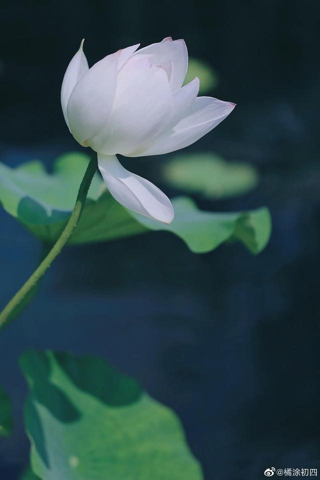 感恩相遇的句子，适合表达朋友相遇感恩的句子（佛说：感恩遇见，不负不欠）