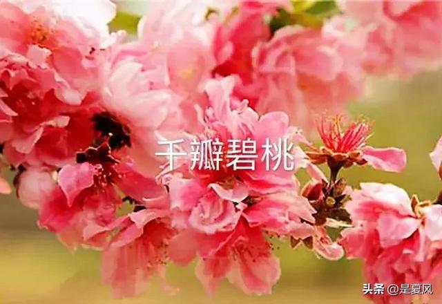 杏花桃花几月份开，2023北京赏花攻略