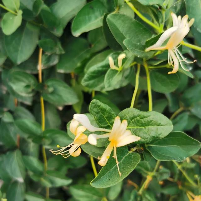 鲜花的花语和花的数目的寓意，鲜花数量的寓意（100种迷人的“数字花”）