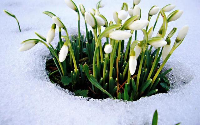 雪滴花的花语，全球最漂亮罕见的花（蕊绽凌雪寒。心香含情诉）