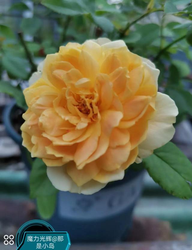 魔力挺好吗，力魔和魔力红哪个好（魔力光辉的魅力）