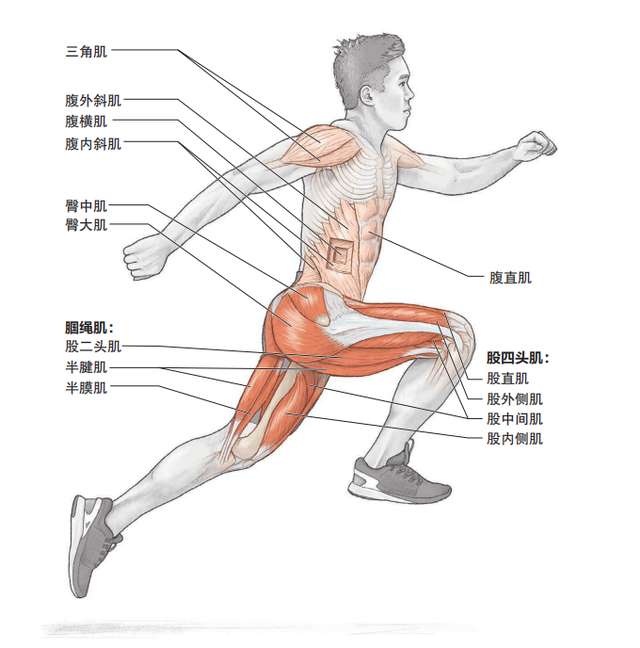 如何提高跑步速度，如何快速提高跑步速度（推荐快速提升跑步配速的6个基础训练动作）