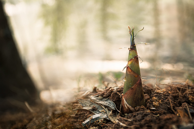 早春的古诗有哪些，描写早春的古诗词大全（满满的温暖和希望）