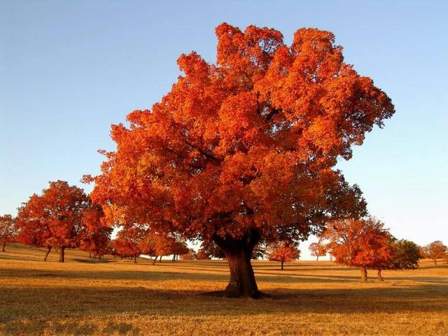 鲜花的花语和花的数目的寓意，鲜花数量的寓意（100种迷人的“数字花”）