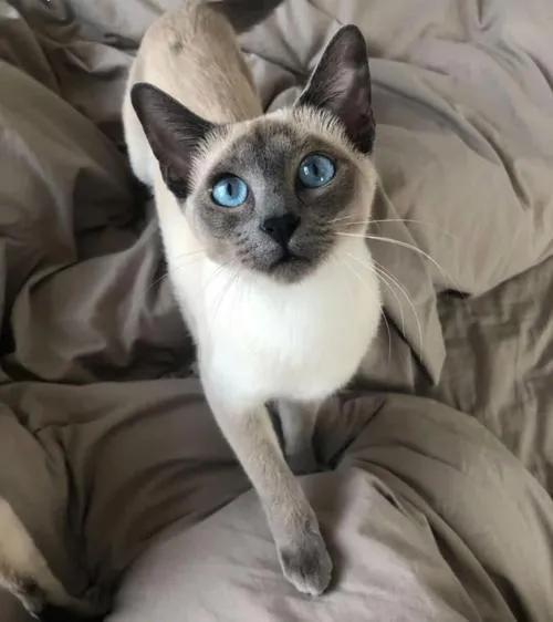 波斯猫多少钱一只，折耳猫价格多少钱一只（宠物猫价格排行榜）