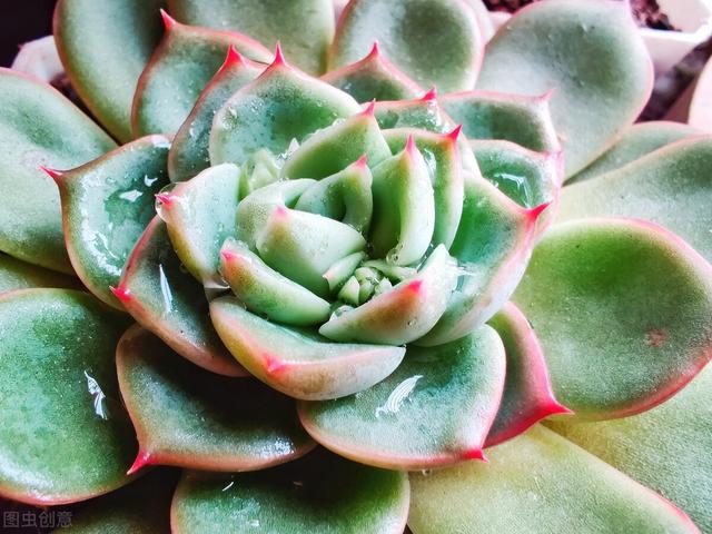 淘米水有什么作用与功效，淘米水的功效与作用（学会洗米水的这5大妙用）