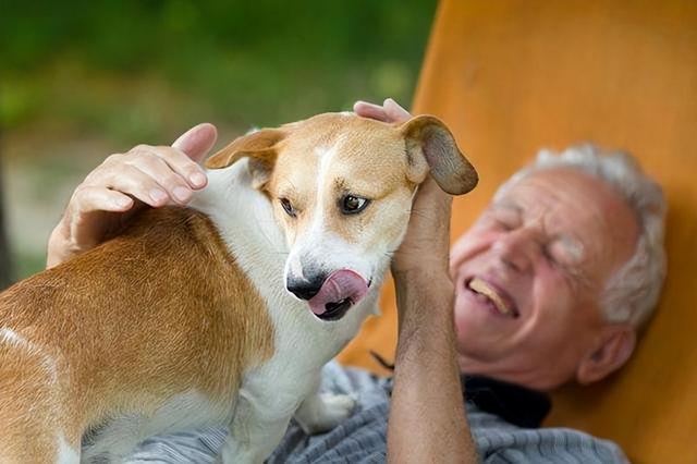 十大聪明犬排名，你知道世界上十大聪明的名犬有哪些吗（养狗“首选”这8种狗）