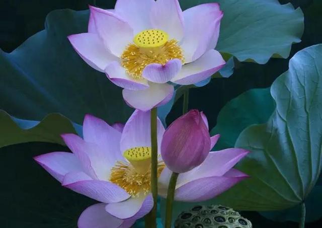 七戒是哪七戒，七戒是哪七戒秒懂百科（人生九戒，你都知道吗）