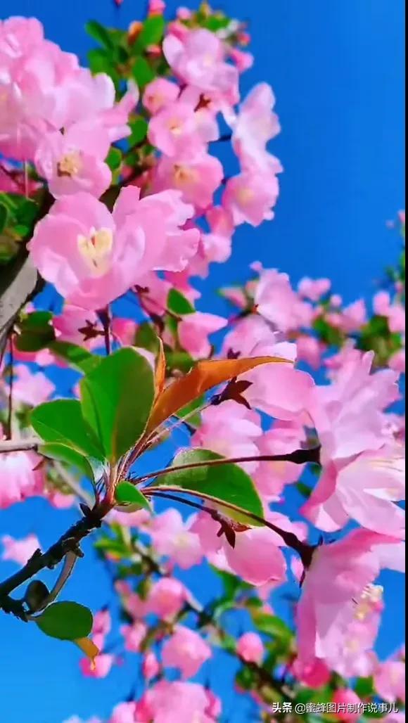 莺歌燕舞是什么季节，柳绿花红莺歌燕舞是什么季节（百花争艳的季节）