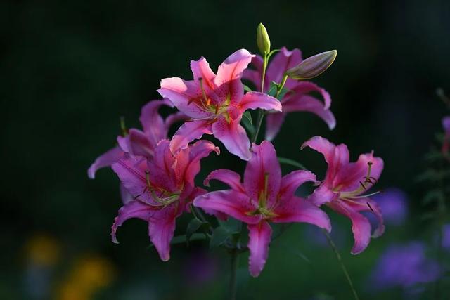 百合花寓意是什么意思，百合花代表什么意思它象征着什么（花名册No.00155）