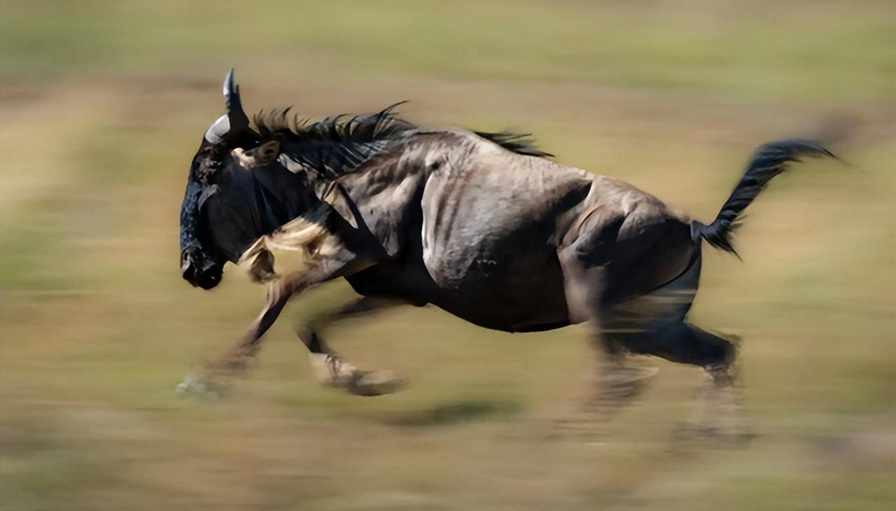 角马是马还是牛，角马是什么科（角马的社交和繁殖竟如此奇特）