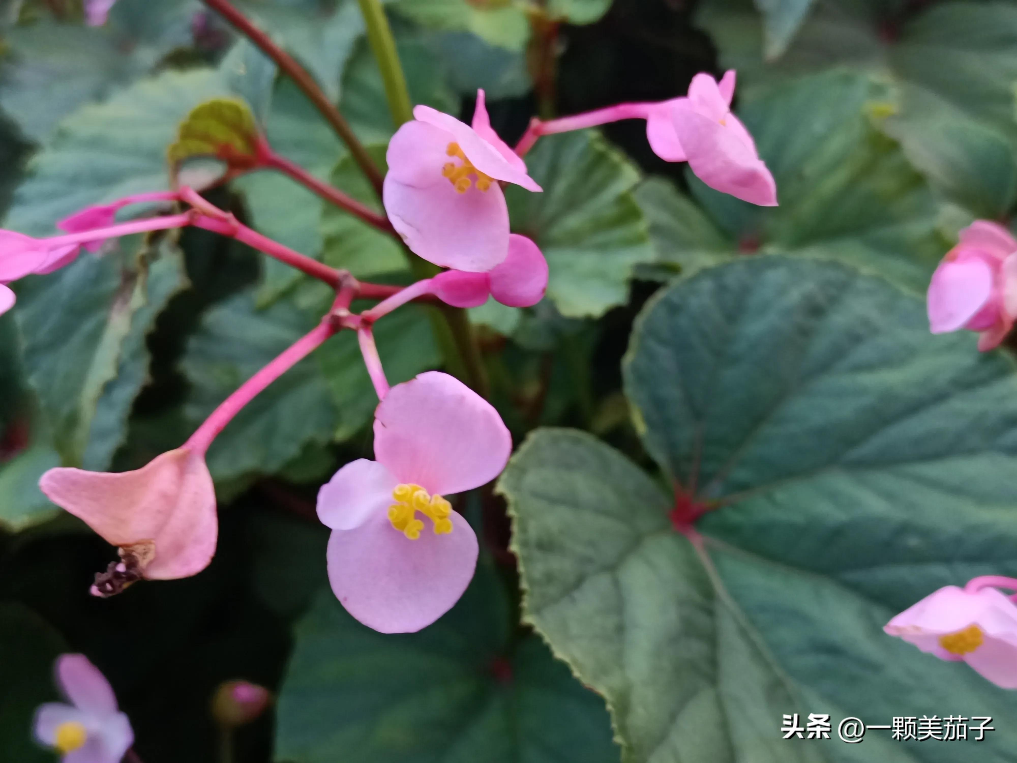 秋海棠花语(全部花的花语和象征意义)插图(8)