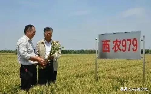 西北农林科技大学是211大学吗，西北农林科技大学和211（是不是985高校中凑数的）