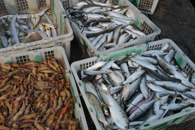 什么鱼适合清蒸，什么鱼适合蒸（带你认识不同的鱼和吃法）