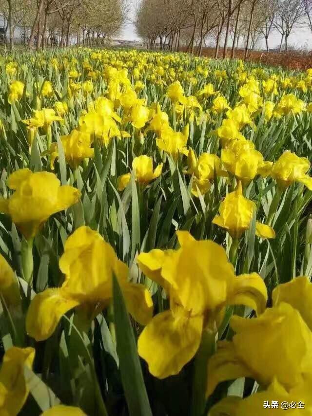 草本植物种类有哪些，草本植物种类有哪些图片（常用的地被植物有哪些）