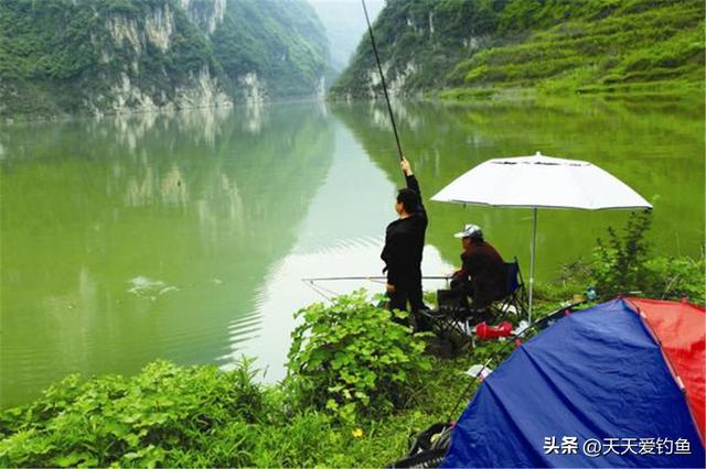 青鱼钓底还是钓浮（其实大青鱼并不难钓）