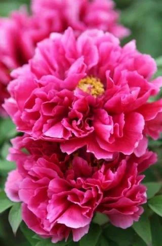 夸赞女人漂亮的句子，夸女人的美言佳句（女人如花，绚烂绽放，活出精彩）