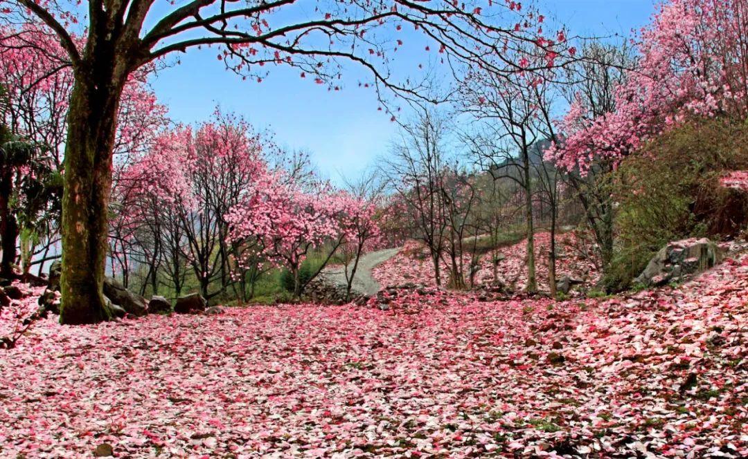 成都2021春节赏花游玩的地方(成都旅游花海) - 九五城市信息网