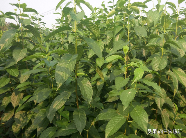 杜仲雄花茶的功效，关于杜仲雄花茶的功效（大量种植后却砍了当柴火烧）