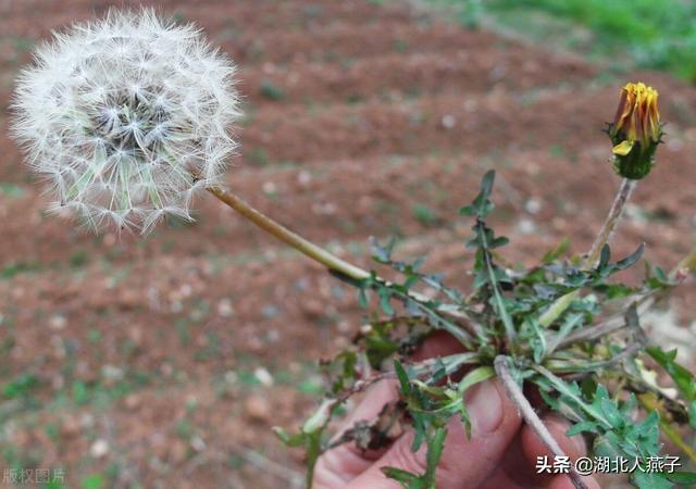 农村100种野菜图片，野菜的种类（常见的野菜图片与名字）