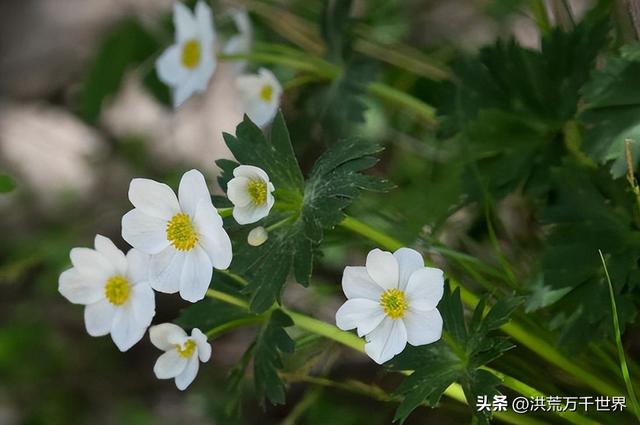 西兰花的花语是什么，西兰花的寓意是什么（300种花的寓意和花语）