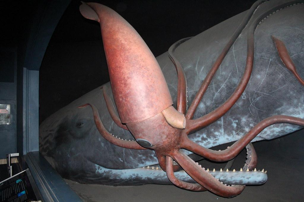 抹香鲸vs巨型乌贼(深海大王乌贼游到海面) - 去钓鱼