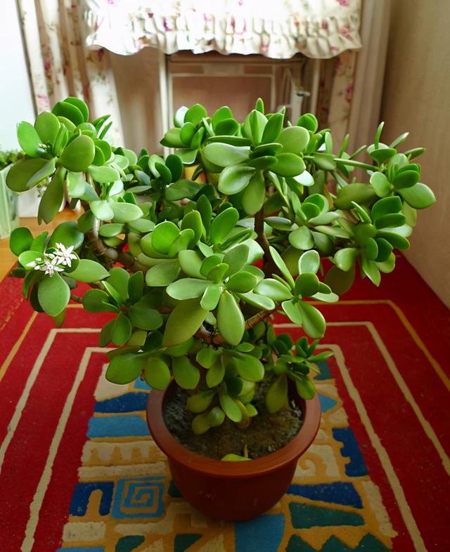 玉树几年才开花，玉树开花吗（5个窍门养成老树）