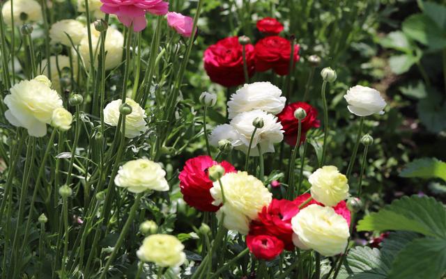 花毛茛，花儿像牡丹、一朵朵盛开、美丽娇艳（花毛茛好养活吗）