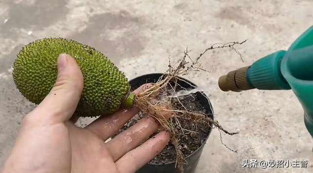 种菠萝蜜生活小妙招，把整个菠萝蜜埋花盆里