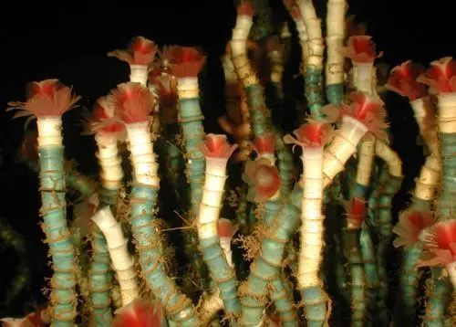 世界上三大不死的动物是什么，世界上最顽强的动物是什么（寿命最长的五种动物）