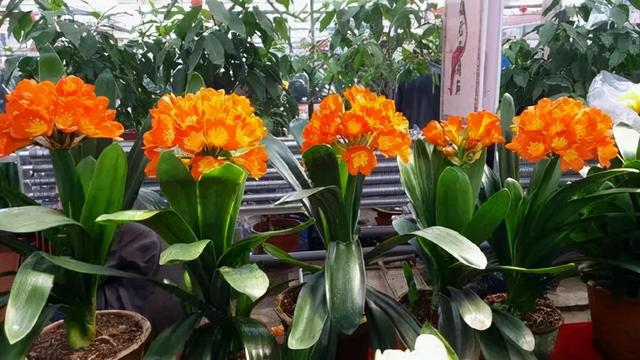 大花君子兰，君子兰开花条件（君子兰冬天要“富养”）