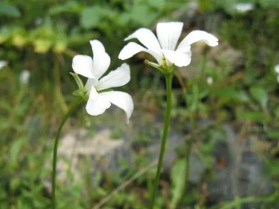 鲜花的花语和花的数目的寓意，鲜花数量的寓意（100种迷人的“数字花”）