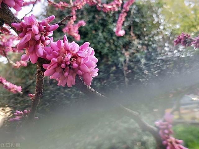 紫荆花代表什么含义，紫荆花什么寓意（紫荆花的寓意，你知道吗）