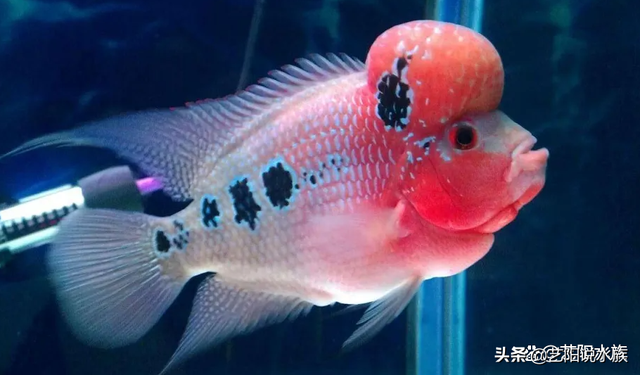 关于鱼的吉祥话，关于鱼的吉祥语（各种观赏鱼寓意着什么你知道吗）