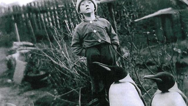 为什么北极没有企鹅，为何北极没有企鹅（其实曾经是有的~）