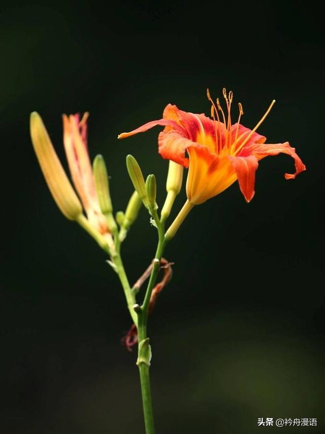 萱草花的花语和寓意，萱草花的花语和寓意图片（萱草的花语：永远爱你）