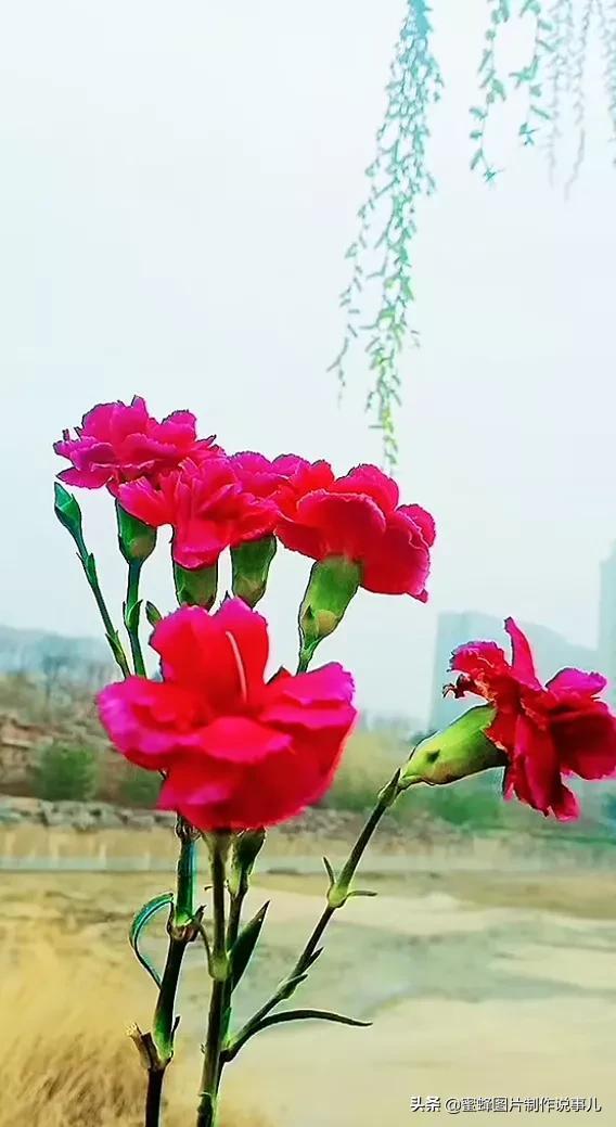 风景美图，风景美图壁纸（鲜花争艳，美景如画，过目不忘）