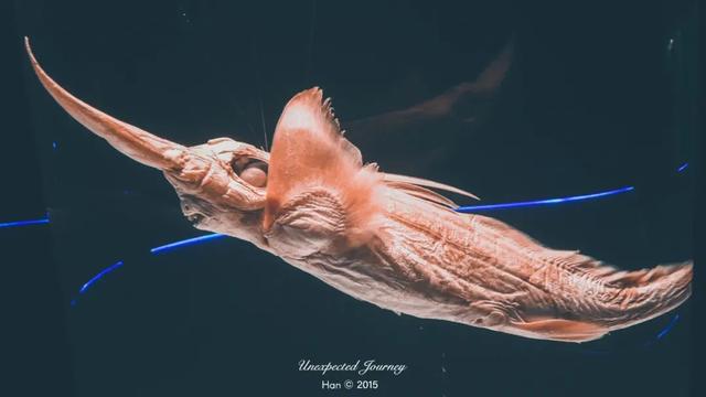 什么是具足虫，具足虫平安名堇（窥探奇异生物的世界）