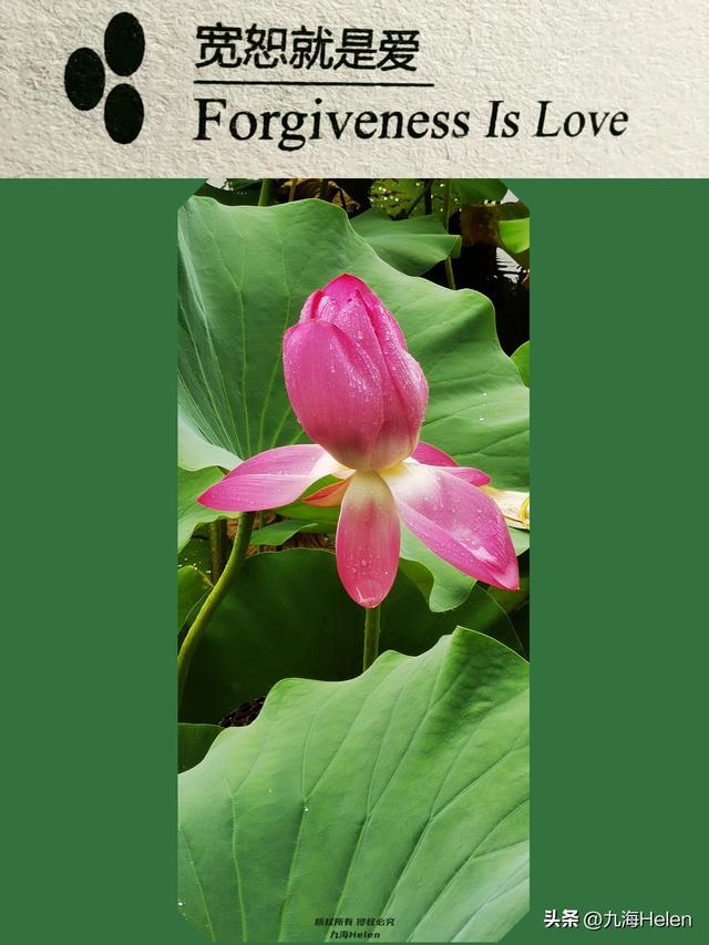 读书笔记好词好句，读书笔记好词好句感悟（《宽恕就是爱》忍不住摘抄36条好句）