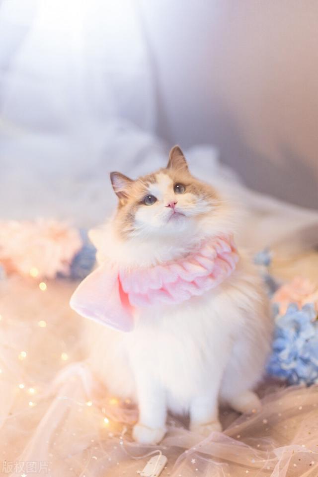 猫发的情的周期有几天，如何判断猫猫发情