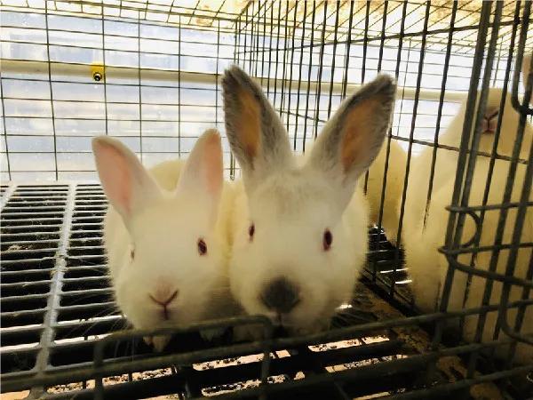 男子捡回兔子繁殖百只，男子捡回兔子繁殖百只兔子视频（繁殖能力如此爆表）