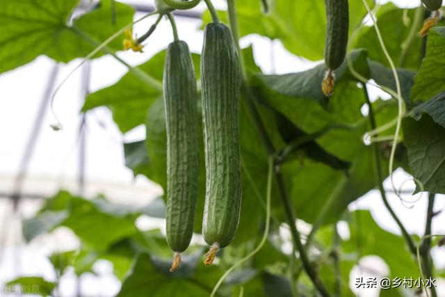 夏季种植蔬菜品种大全，夏季蔬菜品种（6种时令蔬菜可在入伏后放心种）