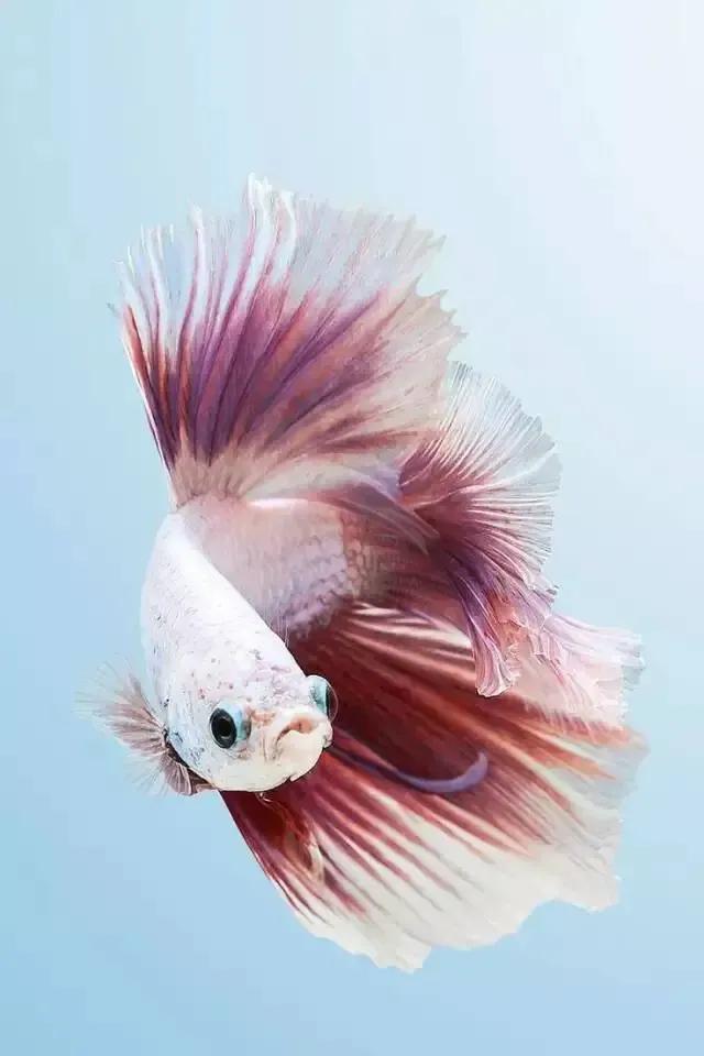 100多种神仙鱼欣赏，鳕鱼图片大全