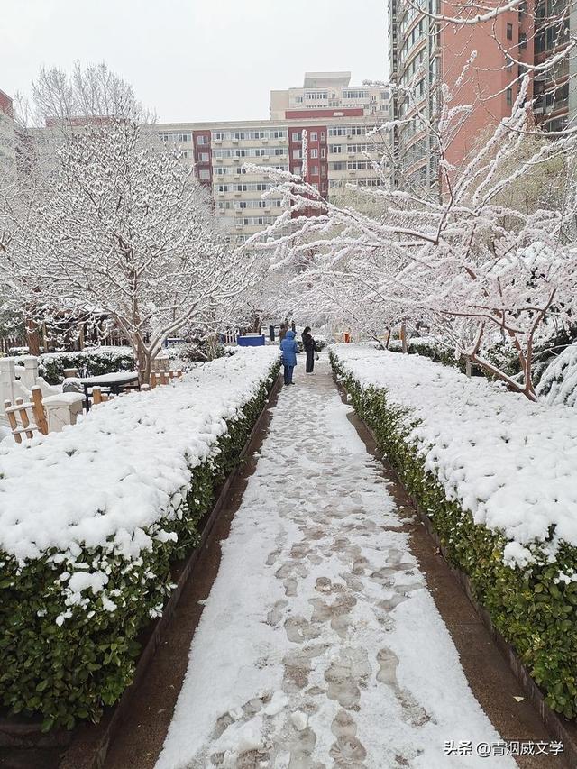 春天真美写一小段话，春天真美呀写句子（一场雪，让这里的春天真美）