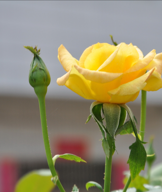 不同颜色玫瑰的花语，不同颜色玫瑰花的花语（玫瑰花“数量”不同）