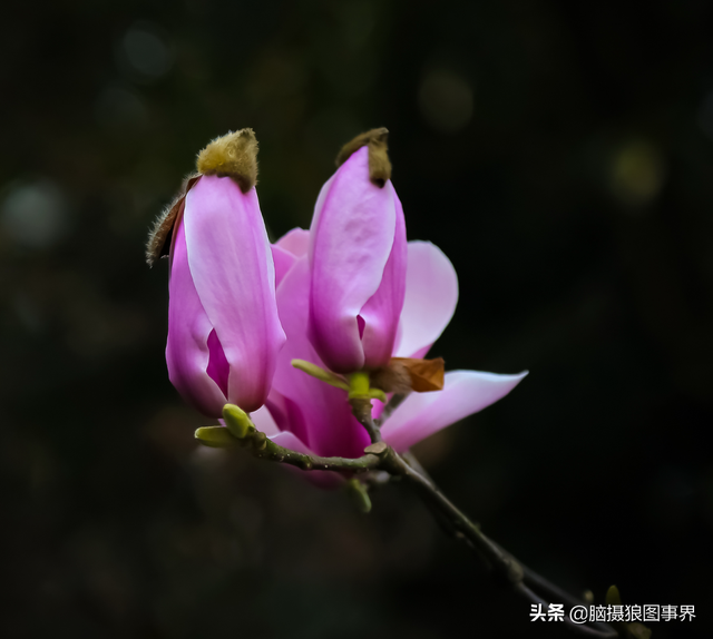 拍照片基本技巧，拍照片基本技巧和方法（可以提升照片的美感）